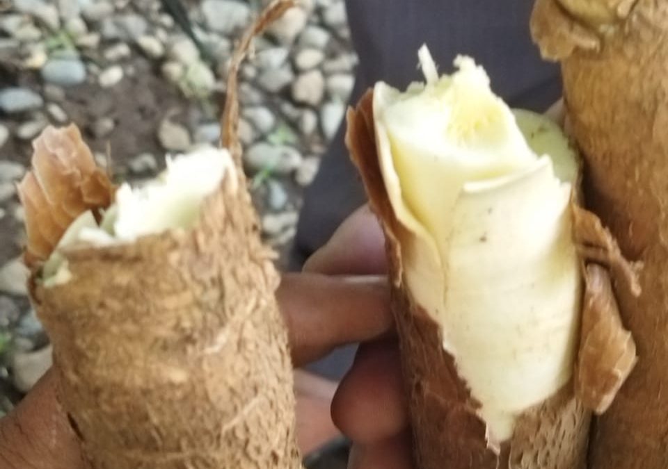 Empat Orang Keracunan Makan Singkong: Satu Diantaranya Meninggal Dunia