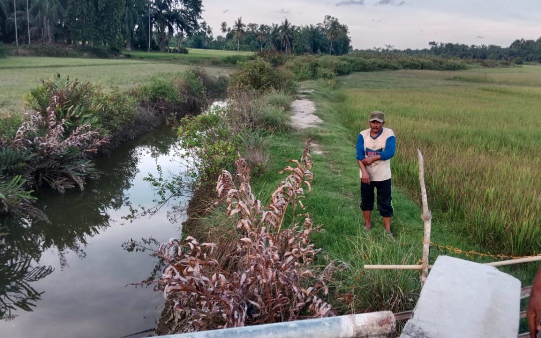 Petani Kemukiman Manyak Payed Butuh Tanggul Pencegah Air Laut Masuk ke Sawah